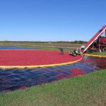 Cranberry Harvest, Glacial Lake Cranberries